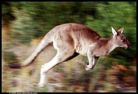 A kangaroo can