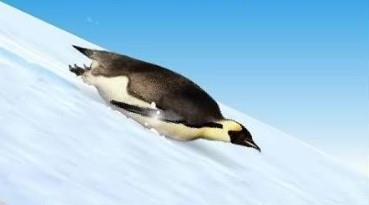 A penguin can slide,