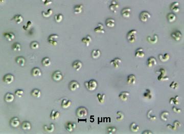 více toxičtější, tím výraznější je pokles bioluminiscence. Jako referenční vzorek (blank) je používán netoxický solvent chlorid sodný (2% NaCl) nebo standardní toxikant, např. síran zinečnatý.