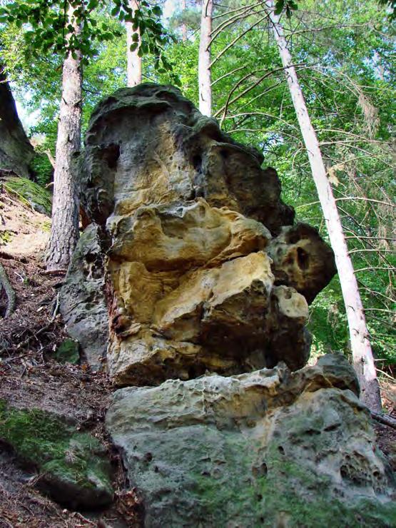 2.1.2 Geologie a geomorfologie 2.1.2.1 Geologie Území ZCHÚ je součástí České křídové tabule. Jsou zde téměř horizontálně uloženy sedimenty svrchní křídy.