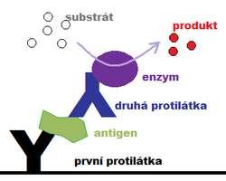 Princip a praktické využití metody ELISA (PCB kit) lokalitě Milevsko ELISA = Enzyme-Linked ImunoSorbent Assay Imunochemická metoda založená na vazbě mezi antigenem a příslušnou protilátkou Protilátka