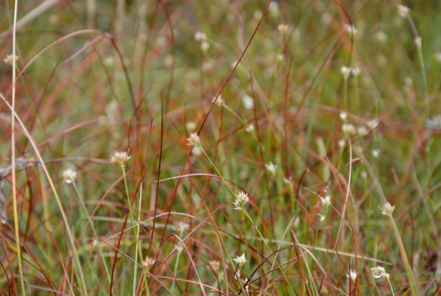 rotundifolia.