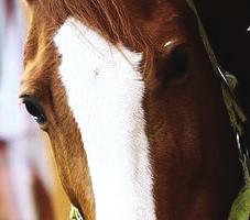 První ročník je vyučován v Praze, kde získáš teoretický základ, výuka druhého a třetího ročníku probíhá v Humpolci tady se již soustředíš na odbornou činnost a praktickou výuku.