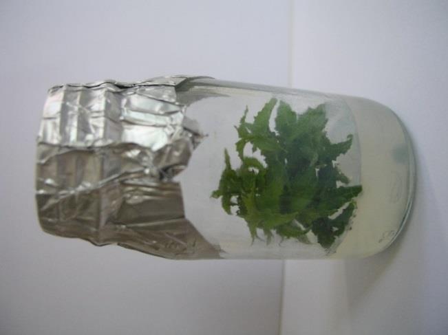 Tabulka 3.7.2 Přehled zpracovaných certifikovaných metodik Betula nana http://www.vulhm.cz/sites/files/informatika/lp-01b-2015_betula_nana.pdf Daphne cneorum http://www.vulhm.cz/sites/files/informatika/metodiky/lp_9_2013.