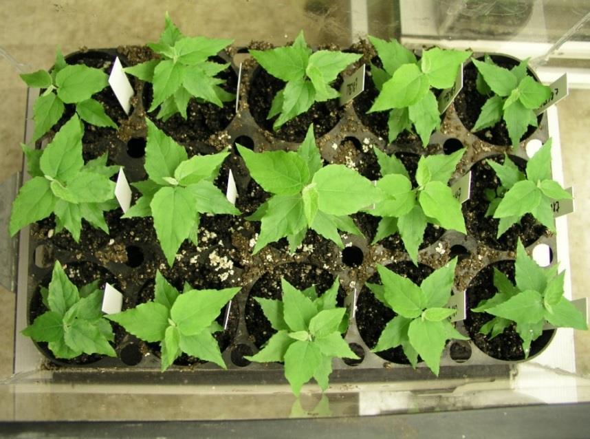 pdf Picea abies http://www.vulhm.cz/sites/file/vydavatelska_cinnost/lesnicky_pruvodce/lp_6_2010.pdf Sorbus domestica http://www.vulhm.cz/sites/file/vydavatelska_cinnost/lesnicky_pruvodce/lp_4_2011.