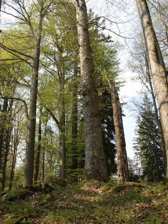 Biotopy přírodní naturové květnaté bučiny nevápnitá slatiniště aj.