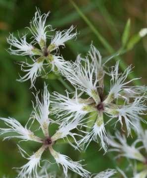 ohrožených 29 ohrožených Dianthus superbus subsp.