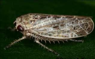 Allygidius abbreviatus nový pro Čechy Křís