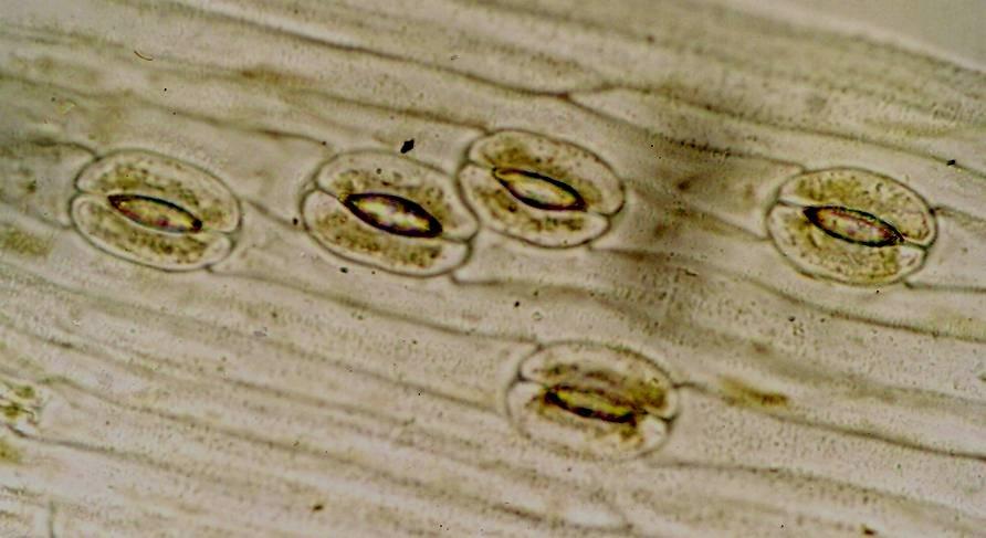 Stomata typu Amaryllis v epidermis