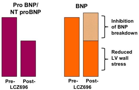 Neprilysin a natriuretické peptidy Neprilysin (neutrální endopeptidáza) štěpí a inaktivuje: natriuretické peptidy (ANP, BNP, CNP) další působky Hladiny NP při terapii