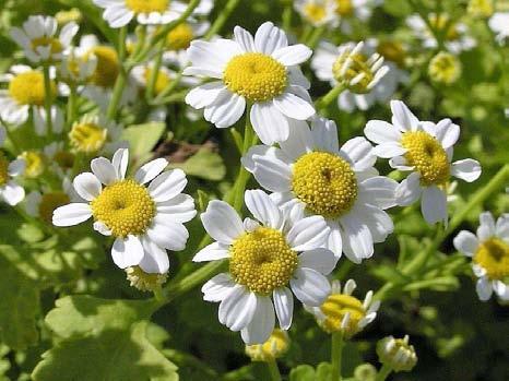 Rady bylinkáře Masláka Maří list balšámový - řimbaba maří list Tanacetum cinerariifolium Vzpřímené, jemně šedé chupaté rostliny s mátovou vůní, listy jamkovité, tečkované, široce kopinaté, okraje