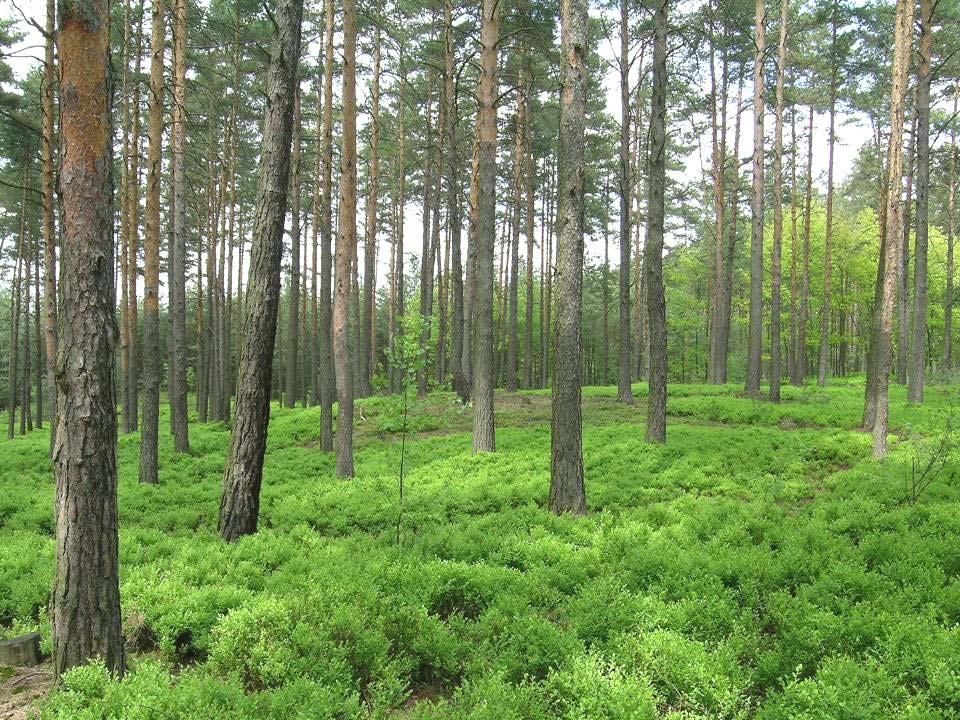 Borové