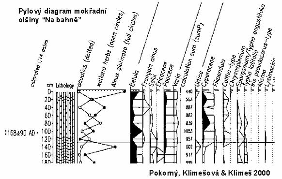 Dynamika mokřadní olšin: cyklická sukcese vs.