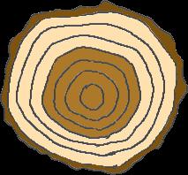 ROZDĚLENÍ DŘEVIN DŘEŇ Podle výskytu jádra, běle a vyzrálého dřeva: dřeviny s
