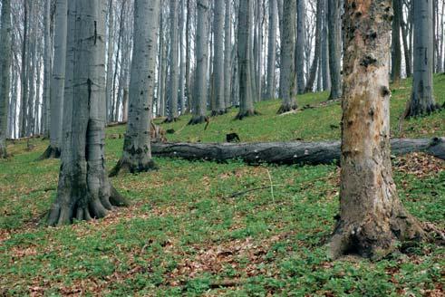 Základním předpokladem kvalitně uskutečněné výchovy lesních porostů je volba výchovných postupů odpovídajících nárokům jednotlivých dřevin a ohled na jejich růstovou dynamiku a přirozený vývoj koruny