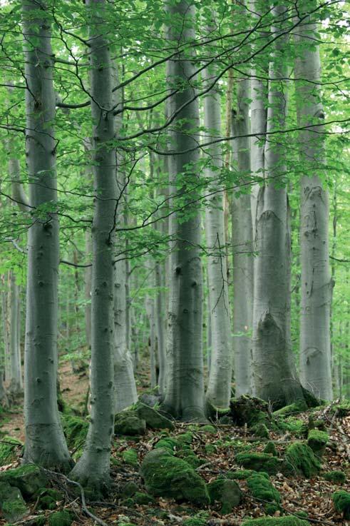 BUK Prořezávky Porosty kvalitní Buk jako stinná, ale současně výrazně pozitivně fototropická dřevina vyžaduje od mládí růst v plném zápoji při zachování výškové vyrovnanosti, má značnou schopnost