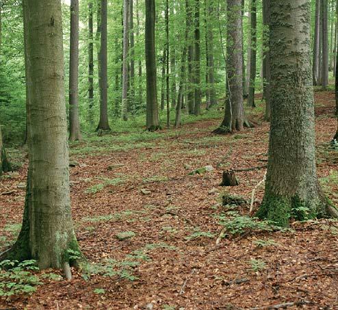Vlastní výchova smíšených porostů Ve smíšených porostech platí zvlášť důrazně, že zásahy utvářející nebo dotvářející žádoucí směsi jsou nejúčinnější před dosažením fáze tyčkoviny.