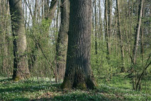 v odůvodněných případech holou sečí (H) s ponecháním semenných výstavků.