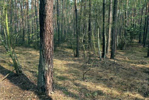 Smrkové porosty (nevhodné) se obnovují v kratším obmýtí (80 100 let) převážně maloplošnou holou sečí (H) nebo prostou okrajovou sečí (N) umělou obnovou změna dřevinné skladby.