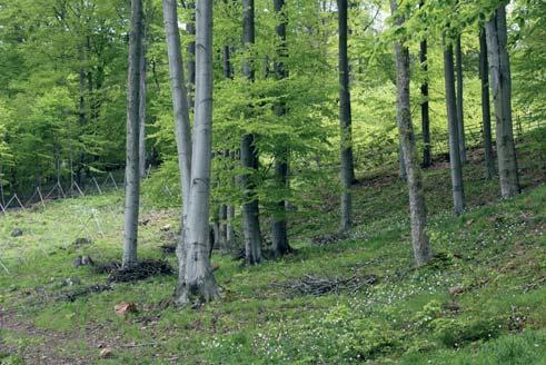 MZD (bk, lp, db, hb, jd) obnovovat v předstihu skupinovou nebo pruhovou sečí clonnou (P) nebo předsunutými násečnými prvky.