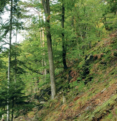 4.2 LESY OCHRANNÉ HS 01, 02, 03 HS 01 MIMOŘÁDNĚ NEPŘÍZNIVÁ STANOVIŠTĚ Stanoviště klimaticky i půdně exponovaných poloh; porosty s půdoochrannou a vodohospodářskou funkcí, sloužící k ochraně níže