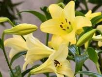 16211 MONSELLA Nejnovější kříženci orientálních hybridů s Lilium