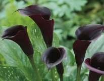 Barevné hybridy hlíznatých kal vznikly křížením druhů Zantedeschia rehmanii a