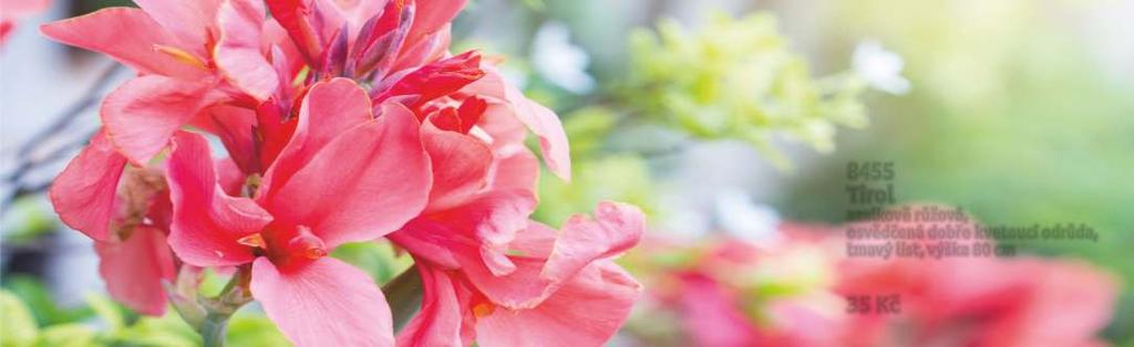 Dosny (Canna indica) pro jasné působivé květy a velké dekorativní listy používáme