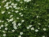 20 8526 Saxifraga x arend.