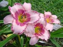 TRVALKY strana 37 8632 Hemerocallis Moonlight Masquarade jemná krémová barva s temně purpurovým okem,