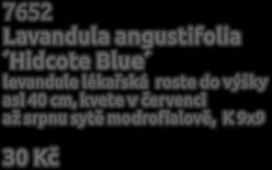 kombinace barev bílé, krémové a žluté, prostokořenná sazenice 55 Kč 70