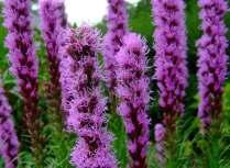 Monarda, zavinutka, dymnivka trvalka, která vás dokáže potěšit hned natřikrát: aromatickou