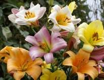 LILIE aurelian hybridy (čínské trubkovité) strana 6 8123 Golden Splendor zlatožluté