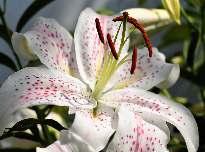 LILIE orientální hybridy strana 7 8132 Marlon středně růžová s tmavším jícnem a