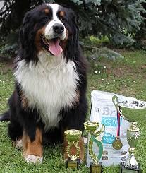 2015 titul Český šampion psovi Conan Polepské údolí nar. 2.12.