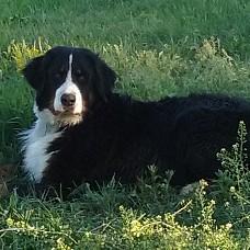 Bona Fornax Fena BSP Brenda Bona Fornax nar. 23. 11.