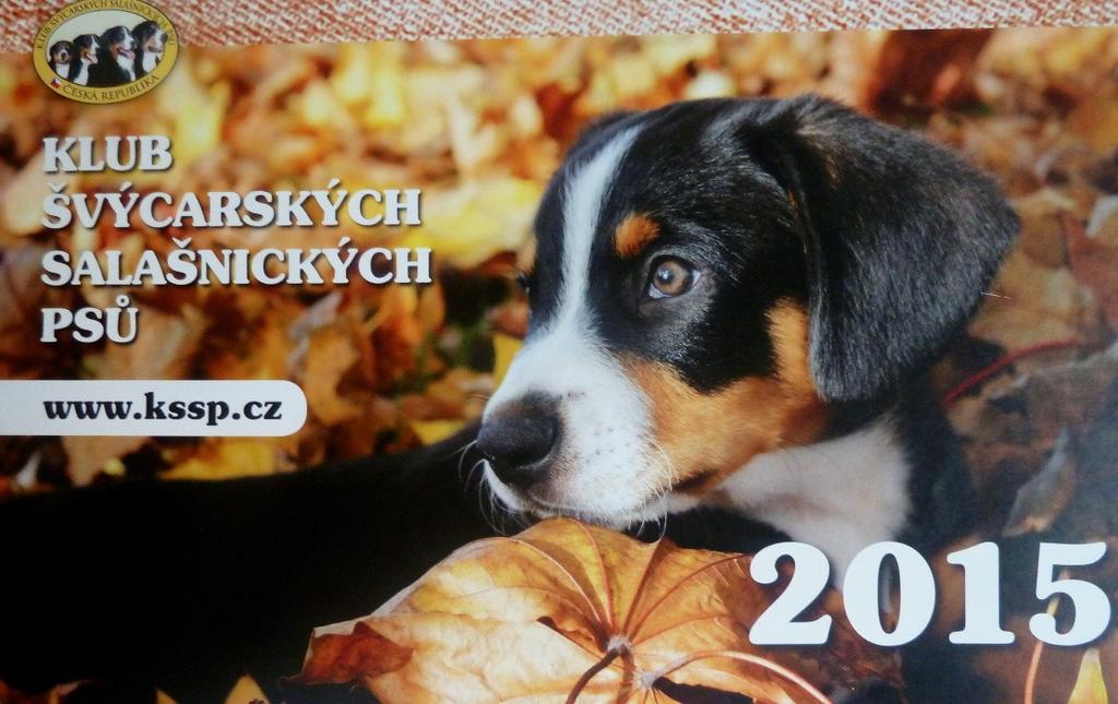 ÚVODNÍ SLOVO Vážení členové klubu, přinášíme další vydání zpravodaje Klubu švýcarských salašnických psů.