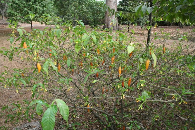 Tabernanthe