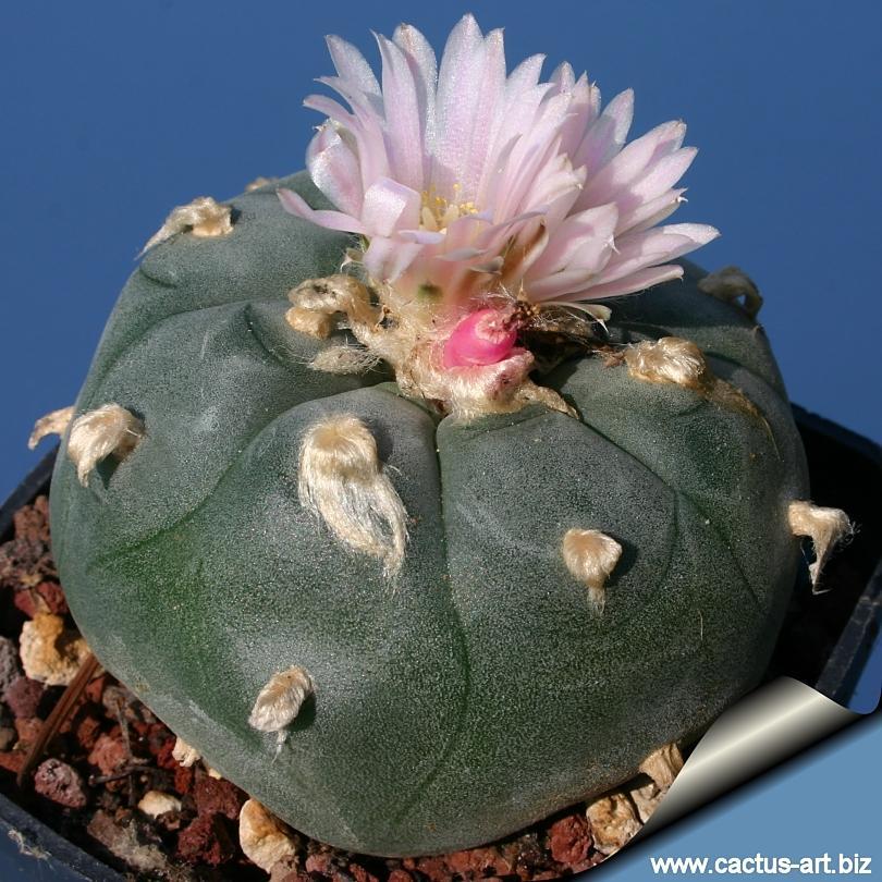 Lophophora