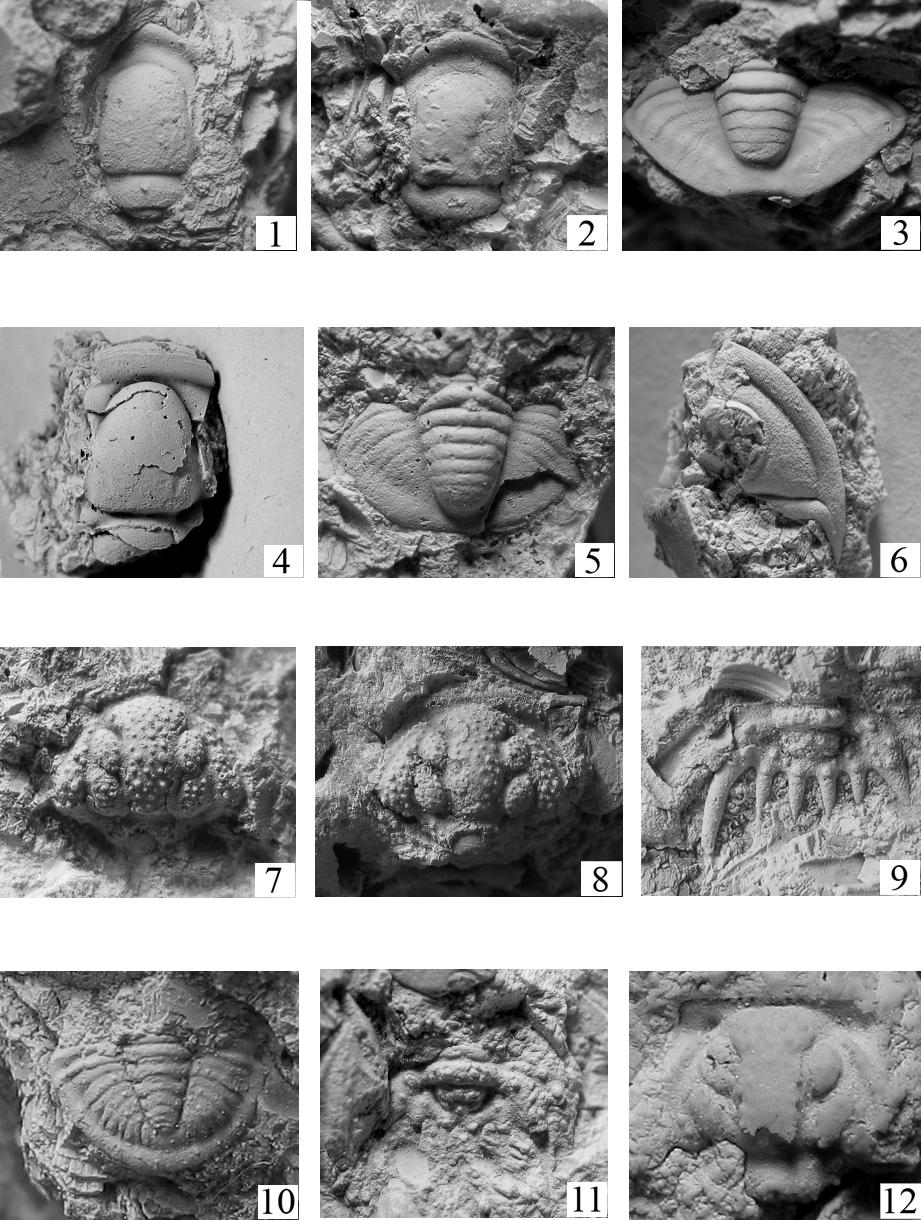 184 Vokáč V. et al.