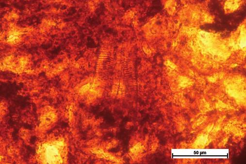 Minerlogické složení střepových hmot je ve formě difrktogrmů zchyceno n Or. 5.