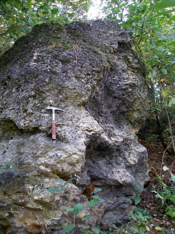 Výchozy jsou situovány při hraně západního zalesněného svahu, kam se dostaneme nejlépe cestičkou od parkoviště u místního hřiště. Obr. 38. Hřebenatkový útes u Rousínova výchozech v.