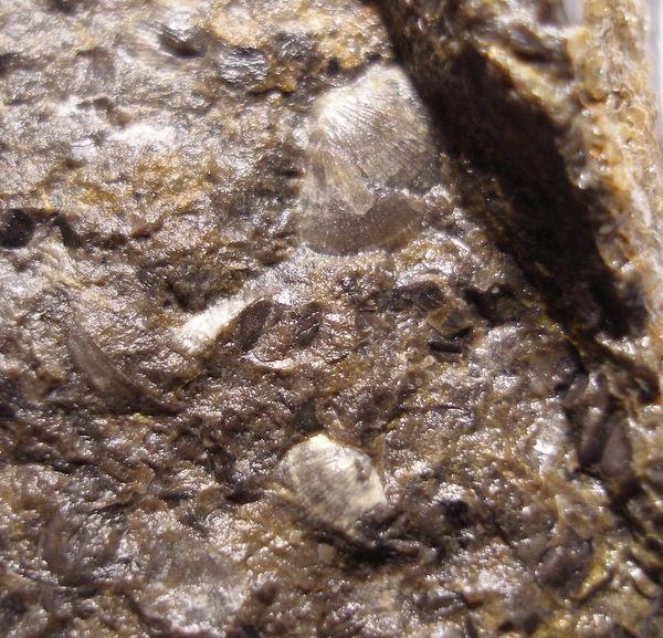 : A pygidium proetidního