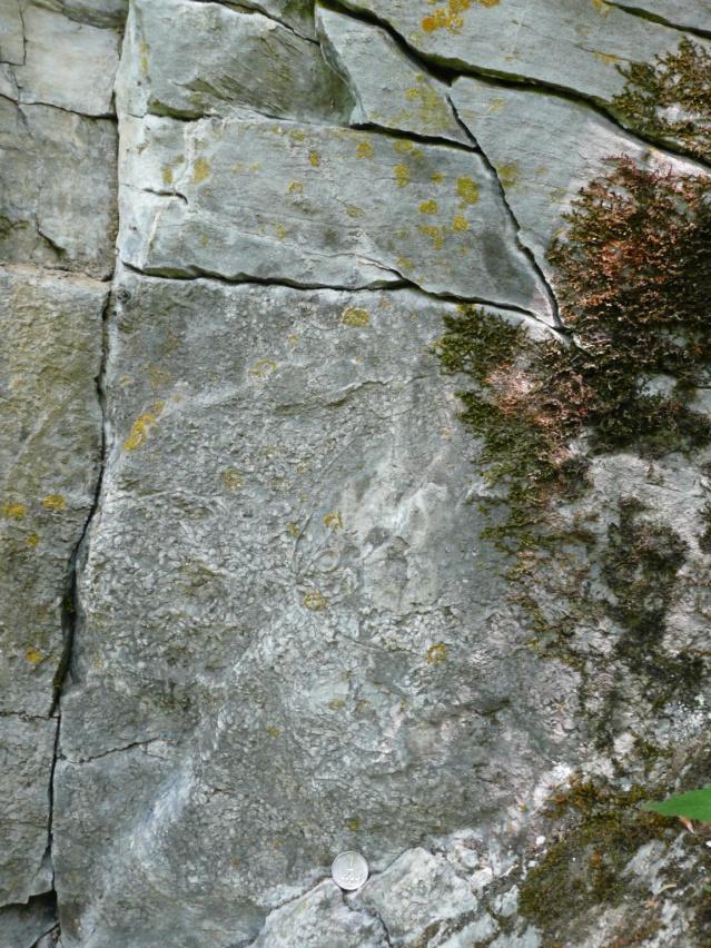 Fragmentární nálezy některých větevnatých korálů dokazují stáří spodního givetu (střední devon).