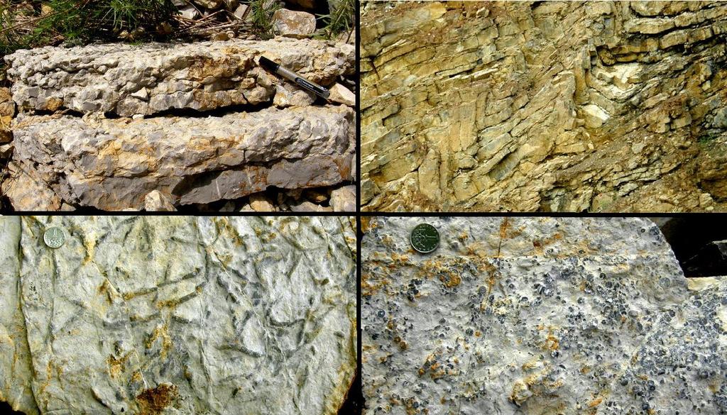 karbonátové rampy a jejích svahů. Z genetického hlediska jde o skeletální kalciturbidity, tedy sedimenty vzniklé hustotními proudy.