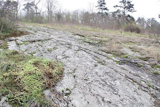 2.6 Popis vybraných lokalit Dalejského údolí 2.6.1 Placatá skála Obrázek 4: Placatá skála (foto: L. Hrouda) Při cestě z Řeporyjského náměstí nacházíme jako první místo zvané Placatá skála.