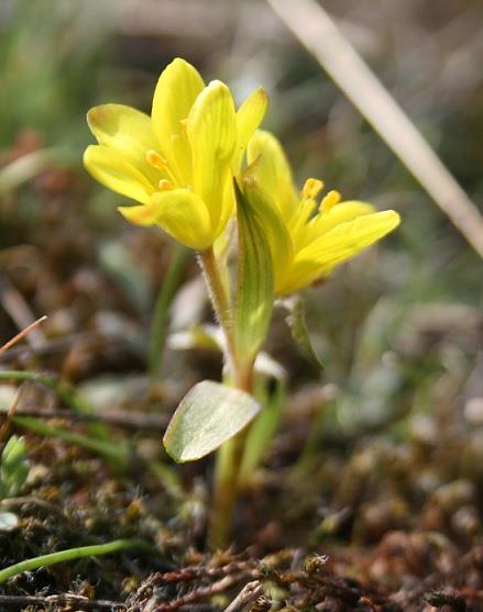 (Oxytropis pilosa), mateřídouška časná (Thymus praecox) a netřesk výběžkatý (Jovibarba globifera) (Moravec et al., 1991).