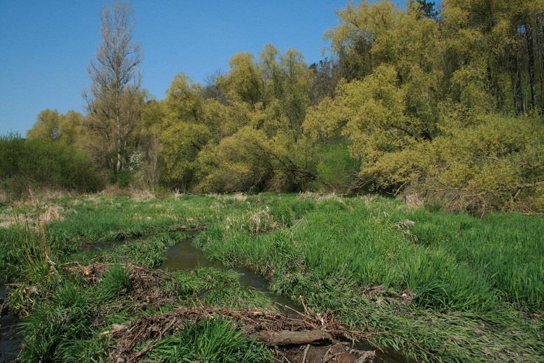 2.6.5 Podél Dalejského potoka Obrázek 12: Podél Dalejského potoka Když projdeme kolem starého Trunečkova mlýnu, a pokračujeme přes most dále, dostáváme se do lokality s bohatší vlhkomilnou květenou.