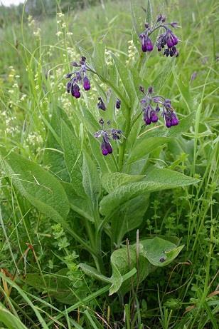 2.6.5.1 Vybraní zástupci květeny Orsej jarní (Ficaria verna) Orsej jarní patří do čeledi pryskyřníkovitých (Ranunculaceae) a kvete od března do května.