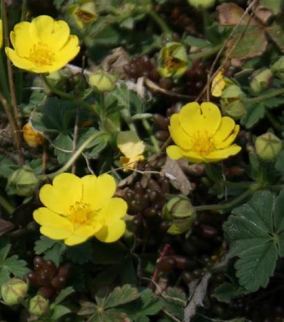 Daya bohemika a z trilobitů například Warburgella rugulosa rugulosa, který definuje právě konec siluru a počátek devonu (Adamec et al., 1997).